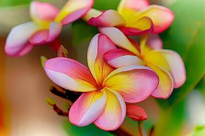 Floral Photos - Pink and Yellow Plumerias by Jade Moon 