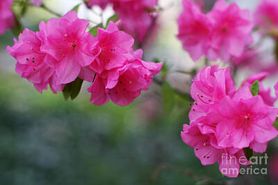 Floral Photos - Pink Azaleas by Linda Ryan