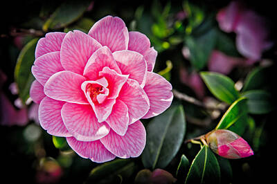 Kitchen Signs - Pink Camellia by Mark Llewellyn