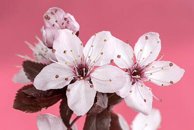 Achieving - Pink Cherry Blossom by Pierre Leclerc Photography