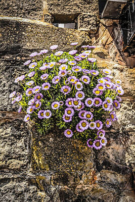 Southwestern Style - Pink Daisies by Chris Smith