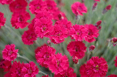 Lighthouse - Pink Dianthus Flowers by Suzanne Powers