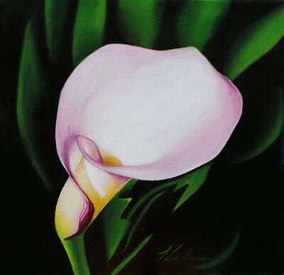 Road And Street Signs Royalty Free Images - Pink Edged Calla Lily Royalty-Free Image by Nancy Helm