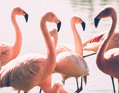 Birds Royalty-Free and Rights-Managed Images - Pink Flamingo Flock by Pati Photography