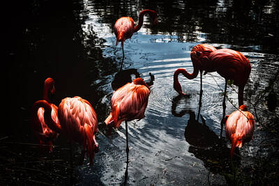 For The Cat Person - Pink Flamingos by Mauricio Jimenez