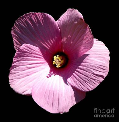 Roses Rights Managed Images - Pink Hibiscus Flower on Black Royalty-Free Image by Rose Santuci-Sofranko