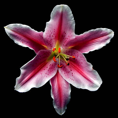 Lilies Photos - Pink Lily Still Life Flower Art Poster by Lily Malor