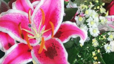 Staff Picks Rosemary Obrien Royalty Free Images - Pink Lily Royalty-Free Image by Wendy Gertz