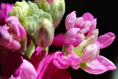 Royalty-Free and Rights-Managed Images - Pink Macro 2 by Allan Morrison
