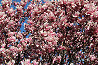Transportation Royalty-Free and Rights-Managed Images - Pink Magnolia by Anne Nordhaus-Bike
