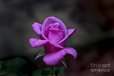 Roses Photos - Pink Passion by Michael Waters
