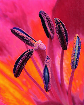 Chris Walter Rock N Roll - Pink Pollen by Jeanette Neal