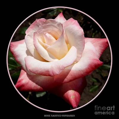 Roses Rights Managed Images - Pink Rose 1 Royalty-Free Image by Rose Santuci-Sofranko