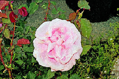 Roses Digital Art - Pink Rose by Christopher Bage
