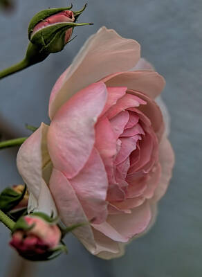 Still Life Royalty-Free and Rights-Managed Images - Pink rose by Leif Sohlman