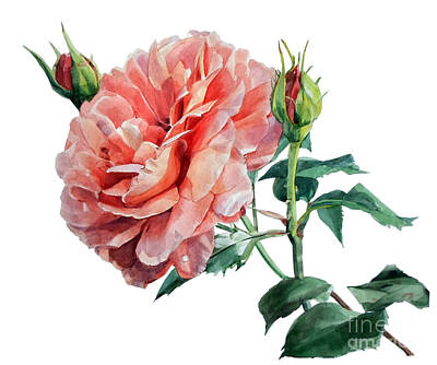 Roses Royalty Free Images - Watercolor of an English Pink Rose  Royalty-Free Image by Greta Corens