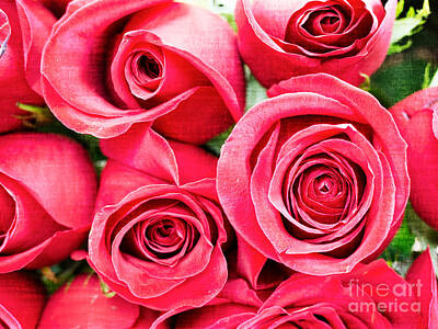 Roses Rights Managed Images - Pink Roses Flowers  Royalty-Free Image by Edward Fielding