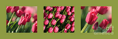 Florals Photos - Pink Tulips in Green Triptych by Carol Groenen