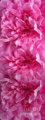Floral Photos - Pink Wonder by Tina M Wenger