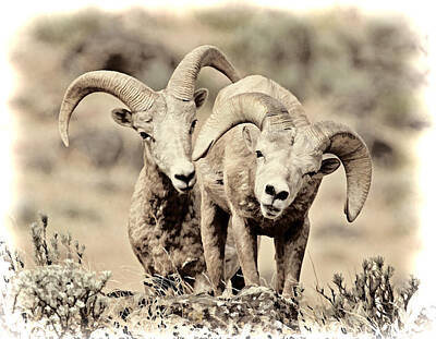Word Signs - Playful Rams Sepia by Athena Mckinzie