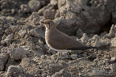 Nailia Schwarz Food Photography - Plover   #0356 by J L Woody Wooden