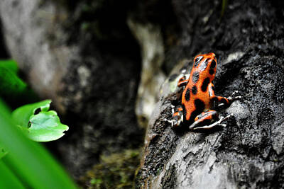 Garden Fruits - Poison Frog Beauty by Ryan A Lubit