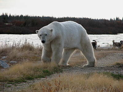 Abstracts Diane Ludet - Polar Bear walking by David Matthews