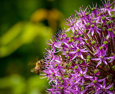 Portraits Royalty-Free and Rights-Managed Images - Pollinating Honey Bee in Flight and Purple Blossoms by Robert L Phillips