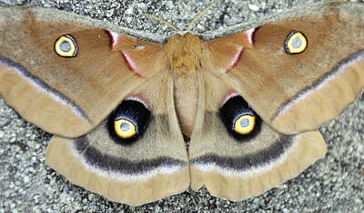 Temples - Polyphemus moth  by Deborah Good