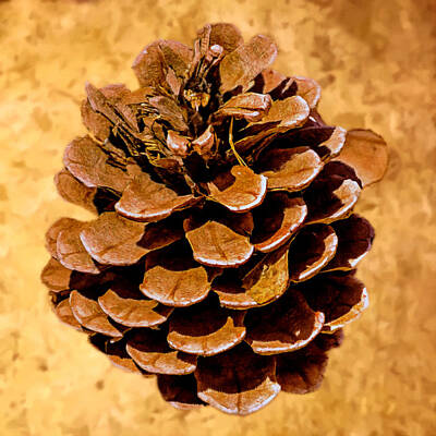 Urban Abstracts - Ponderosa Pine Cone Painting by Bob and Nadine Johnston