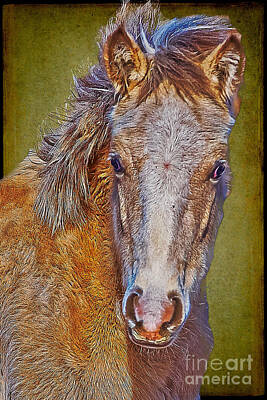Charles-muhle Royalty-Free and Rights-Managed Images - Pony Portrait  by Charles Muhle