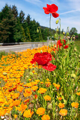 Female Outdoors Royalty Free Images - Poppies by the roadside Royalty-Free Image by Jo Ann Snover