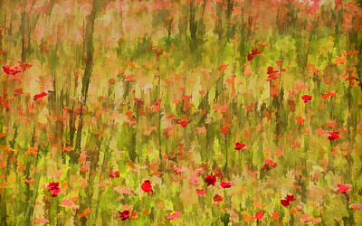 Comedian Drawings Rights Managed Images - Poppies of Tuscany Royalty-Free Image by David Letts