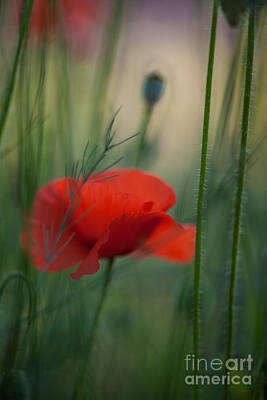 Impressionism Photo Rights Managed Images - Poppy Abstract Royalty-Free Image by Mike Reid