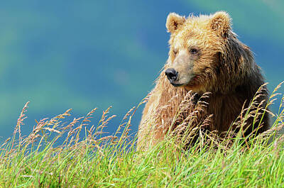 Mammals Photos - Portrait Of A Brown Bear  Portrait by Deb Garside