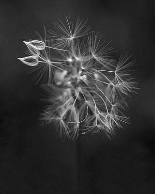 Portraits Royalty-Free and Rights-Managed Images - Portrait of a Dandelion by Rona Black