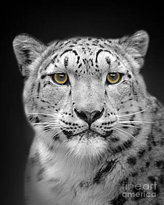 Portraits Royalty-Free and Rights-Managed Images - Portrait Of A Snow Leopard by Linsey Williams