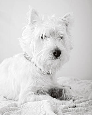 Portraits Royalty-Free and Rights-Managed Images - Portrait of a Westie by Edward Fielding