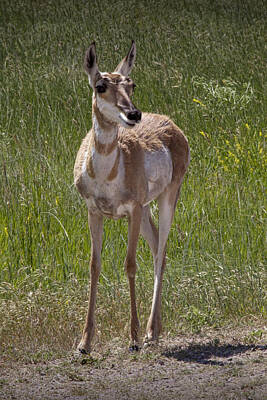 Portraits Rights Managed Images - Portrait of a Young  Pronghorn Antelope No. 0462 Royalty-Free Image by Randall Nyhof