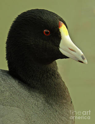 Portraits Royalty-Free and Rights-Managed Images - Portrait Of An American Coot by Robert Frederick