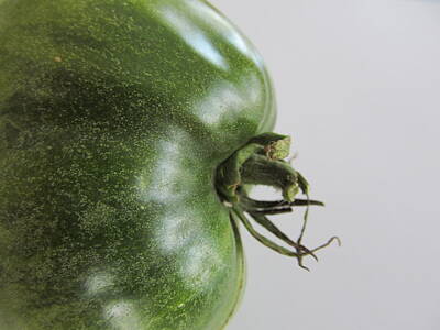Food And Beverage Rights Managed Images - Pretty Big Green Tomato Royalty-Free Image by Tina M Wenger