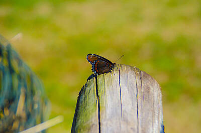 Sports Royalty-Free and Rights-Managed Images - Pretty Butterfly by David Tennis