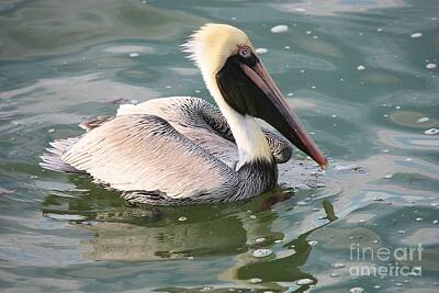 Umbrellas - Pretty Pelican in Pond by Carol Groenen