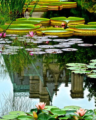 Lilies Photos - Prince Charmings Lily Pond by Frozen in Time Fine Art Photography