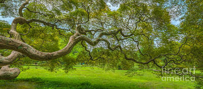 Surrealism Photo Rights Managed Images - Princeton Japanese Maple Tree Royalty-Free Image by Michael Ver Sprill