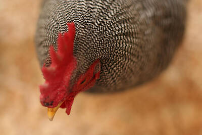 Birds Photos - Prize Winning Rooster by Hermes Fine Art