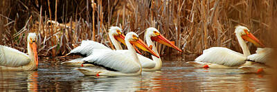 Landmarks Rights Managed Images - Procession. American White Pelicans Royalty-Free Image by TL Mair