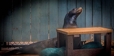 Tracy Brock Royalty-Free and Rights-Managed Images - Proud Seal by Tracy Brock