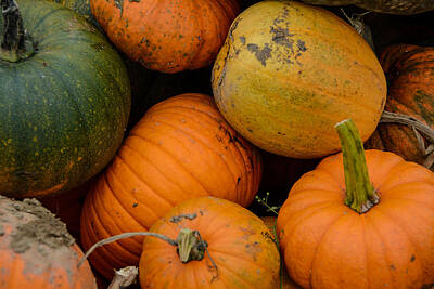 Back To School For Guys Royalty Free Images - Pumpkins Fresh from the Field Royalty-Free Image by At Lands End Photography