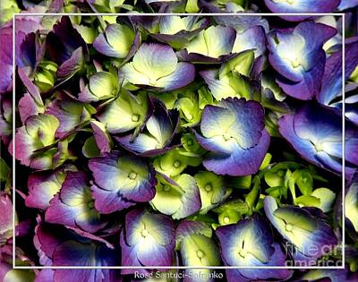 Roses Rights Managed Images - Purple and ivory hydrangeas Royalty-Free Image by Rose Santuci-Sofranko